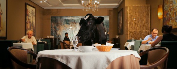 Diretor usa vaca como protagonista para propor reflexões existenciais